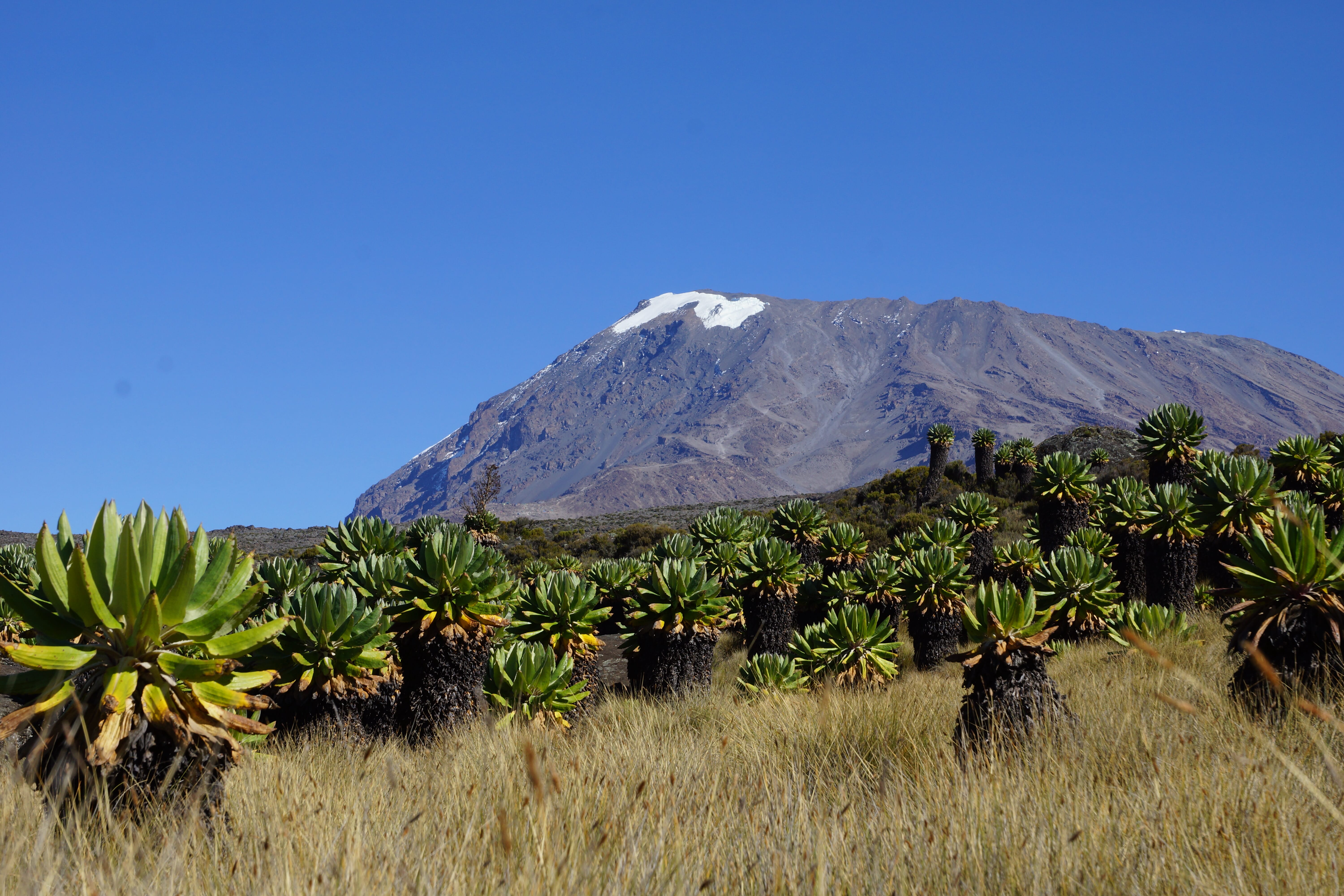 Kilimanjaro Höhenanpassung