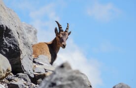 Hochtour Wildstrubel 3244m