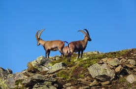 Hochtour über die Greina zum Piz Medel