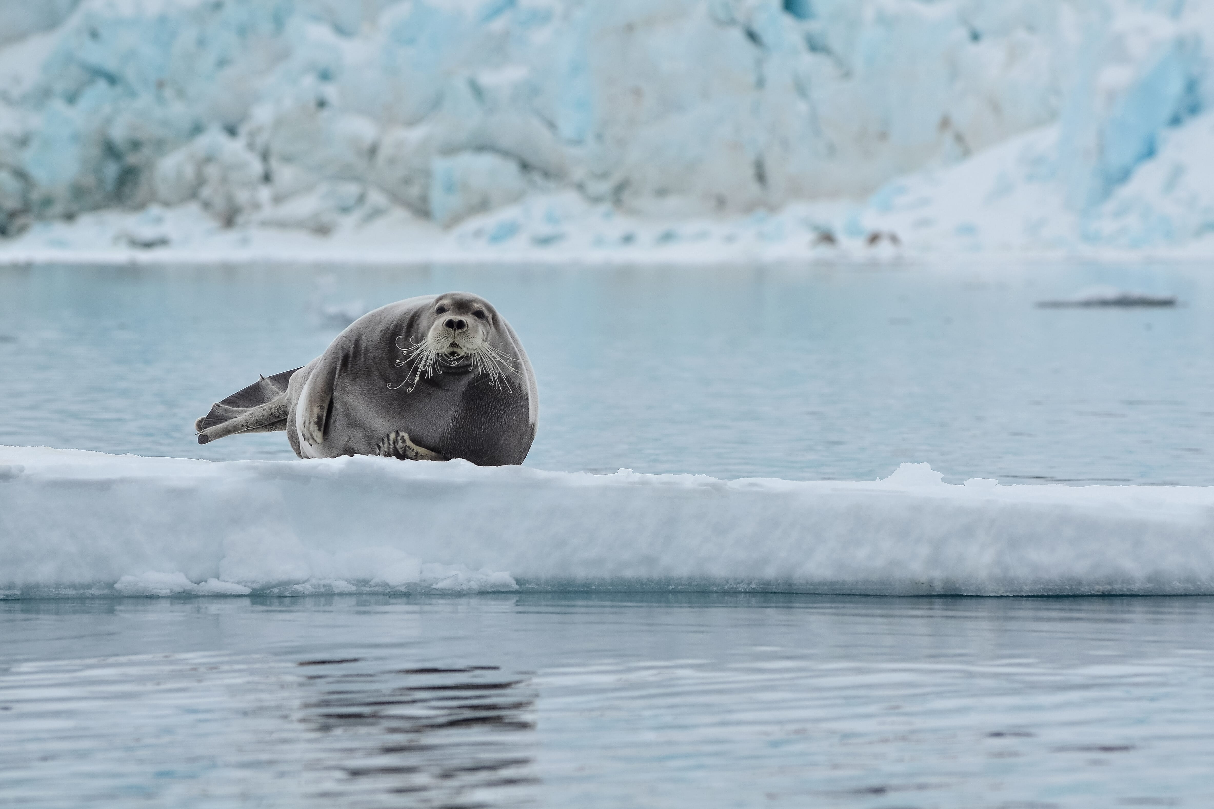 Skitouren-Kreuzfahrt Spitzbergen mit R/V Kinfish, Norwegen