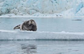 Skitouren-Kreuzfahrt Spitzbergen mit R/V Kinfish, Norwegen