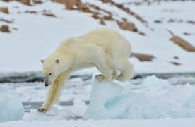 Skitouren-Kreuzfahrt Spitzbergen, MS Polaris, Norwegen