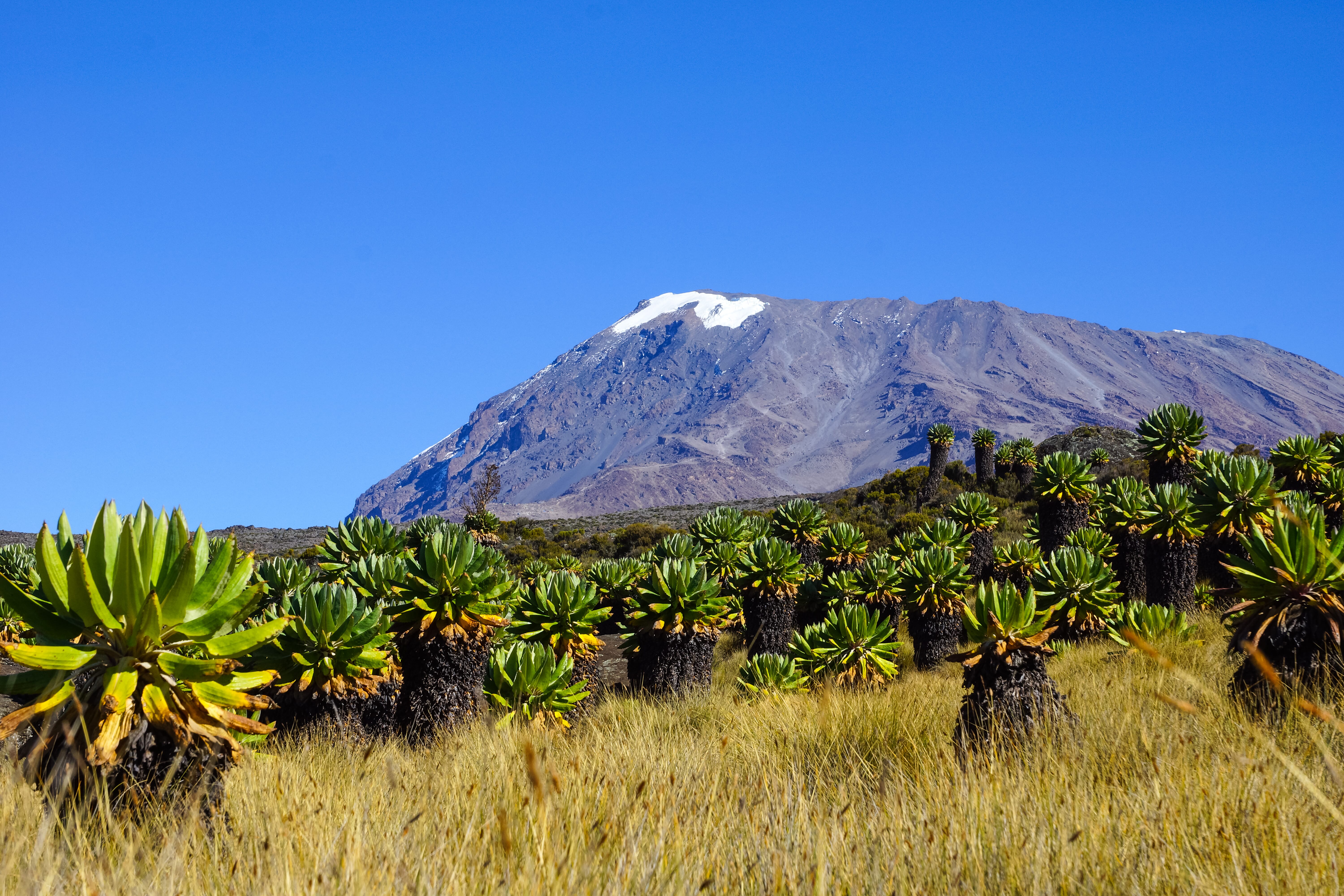 Privatreise - Safari und Mafia Island