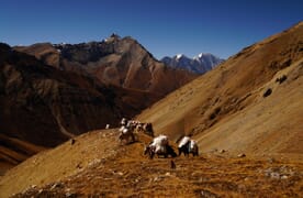 Unteres und Oberes Dolpo, Trekking im Westen Nepals
