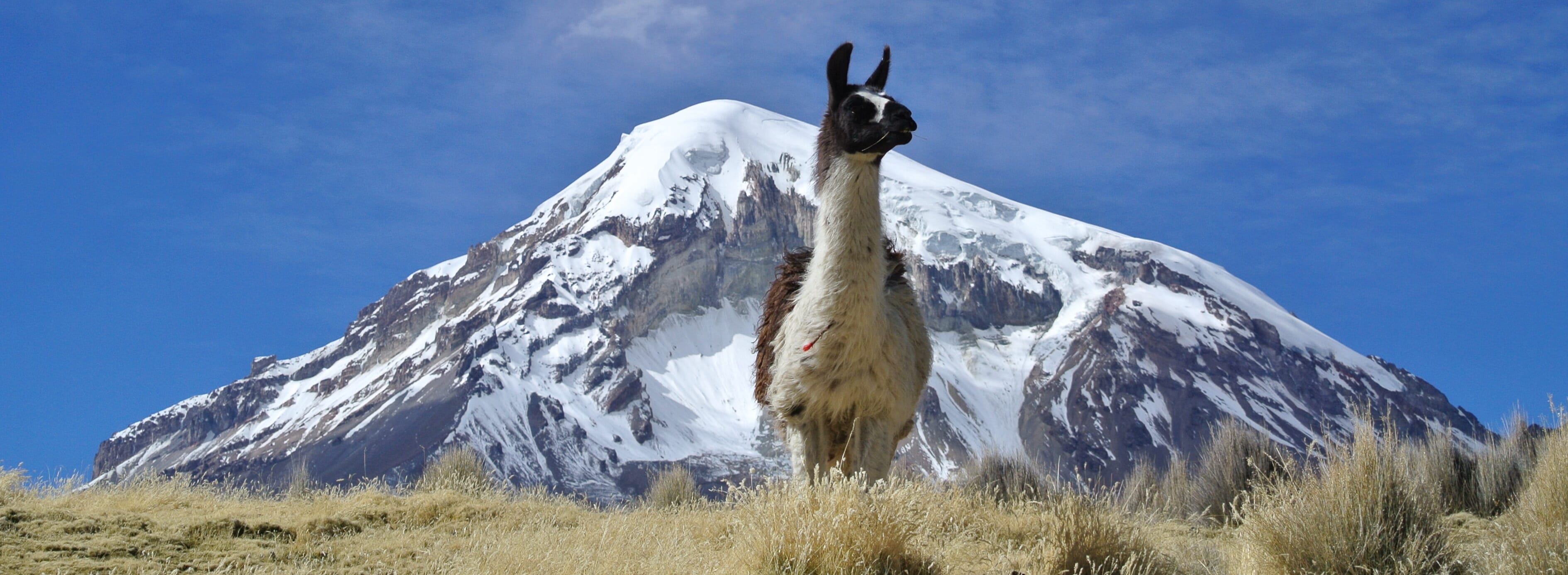 Expedition Potosi 6080m, Illimani 6439m & Sajama 6542m Bolivien