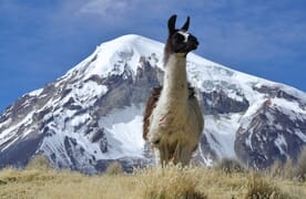 Expedition Potosi 6080m, Illimani 6439m & Sajama 6542m Bolivien