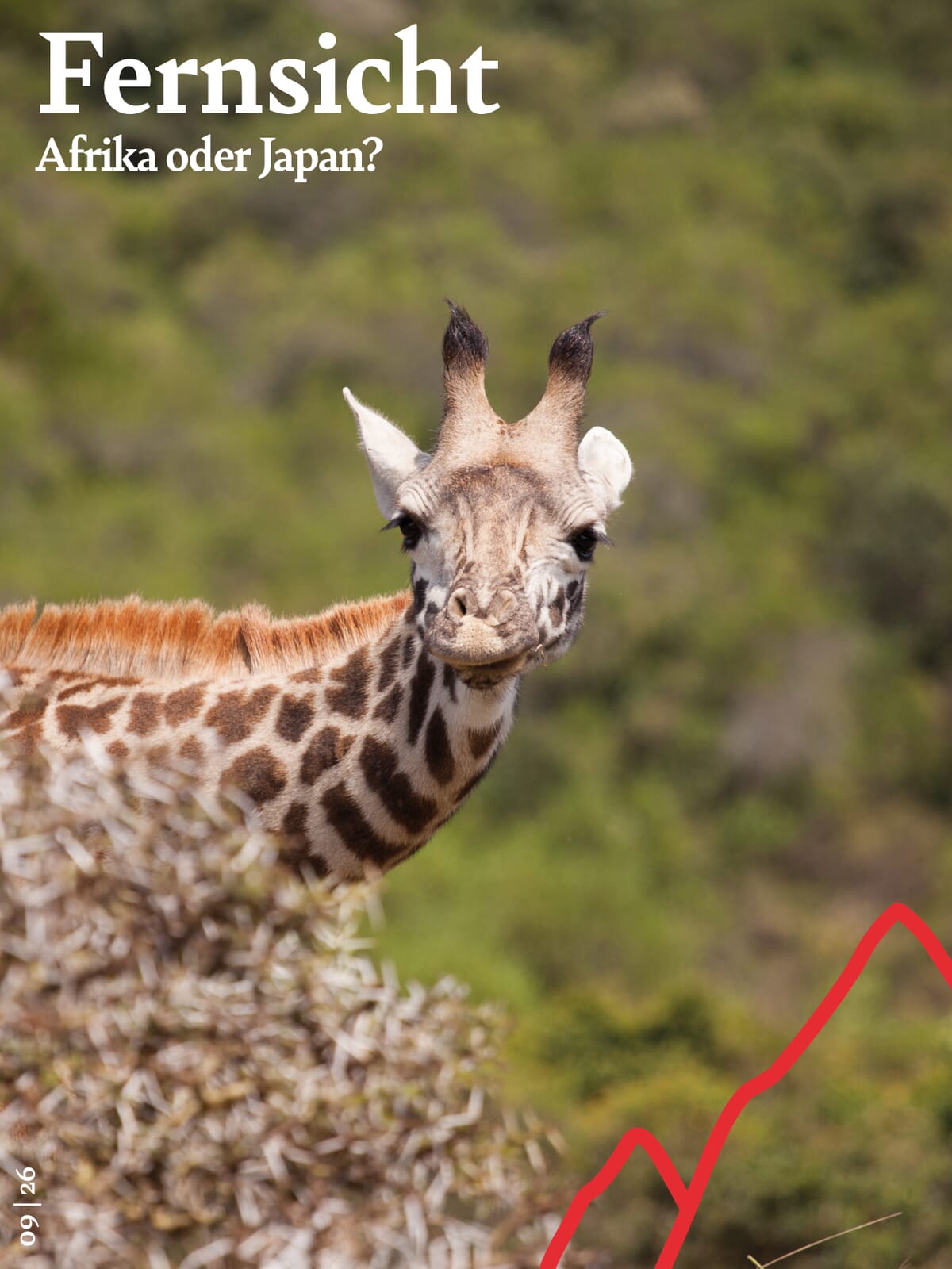 Giraffe blickt neugierig über einen Busch.