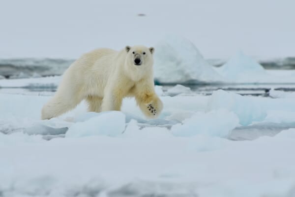 Eisbär zwischen Eisschollen in Spitzbergen Eisbär zwischen Eisschollen in Spitzbergen