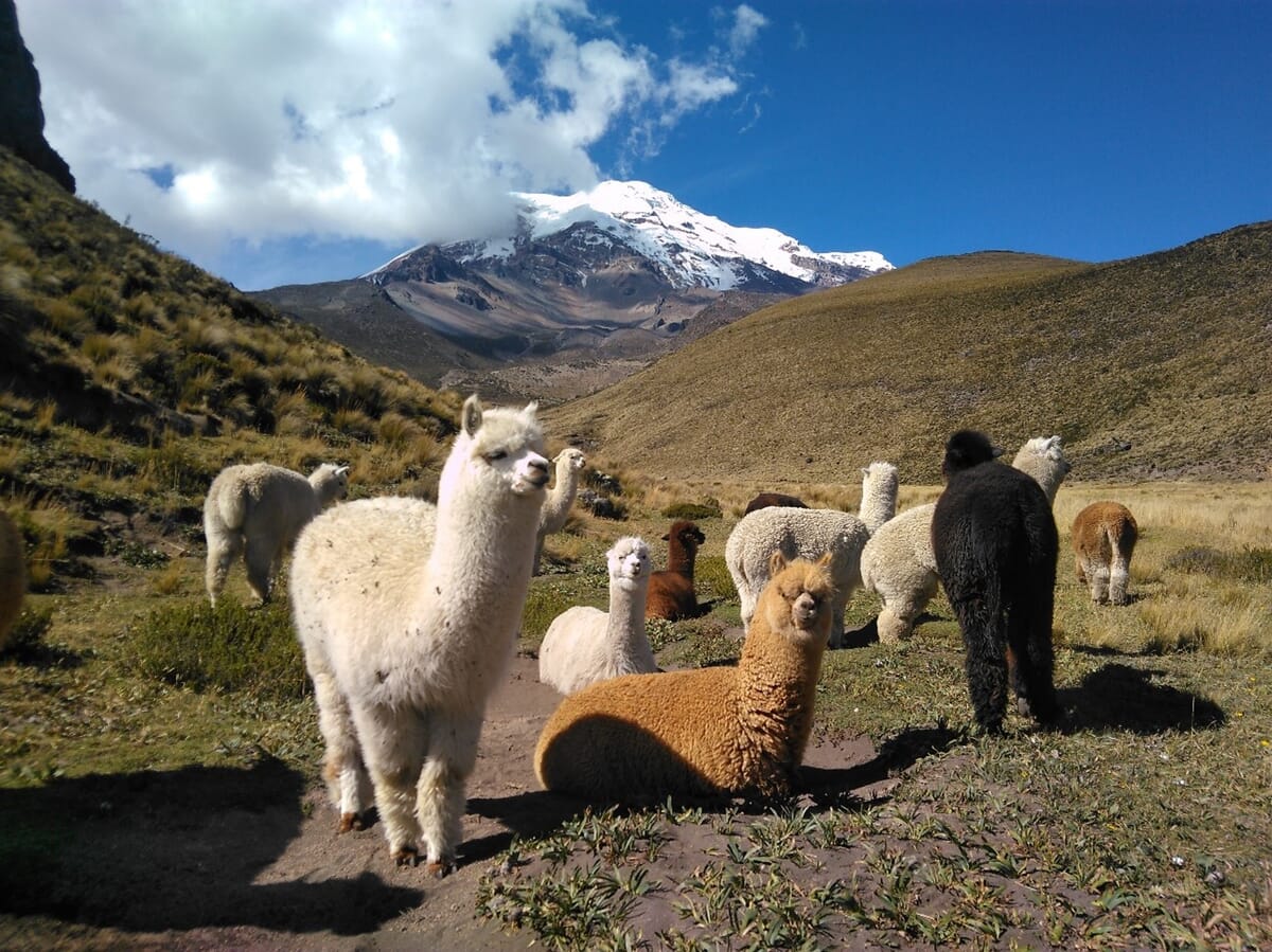 Andenstimmung mit Alpacas und schneebedeckter Berg im Hintergrund