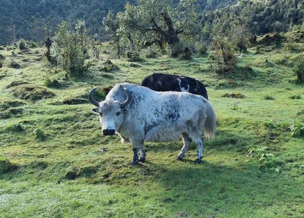 Mera Peak Trekking | saftig grüne Wiese mit Yaks