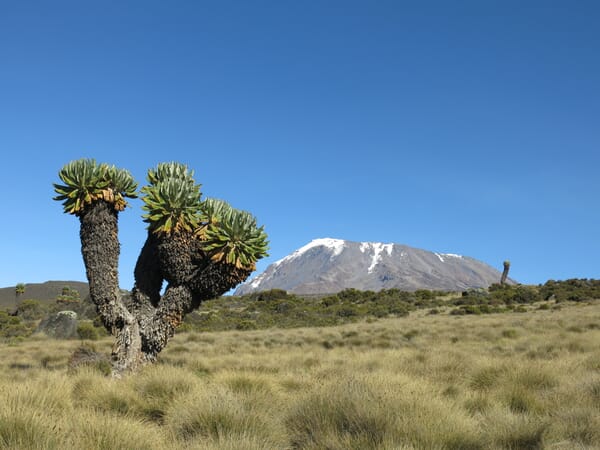 Kakteen-Landschaft mit Kilimanjaro im Hintergrund