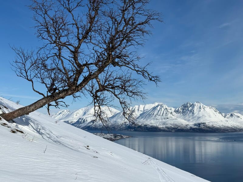 Skitourenreise Nordnorwegen: Fjordlandschaft, weisse Berggipfel und blaues Meer