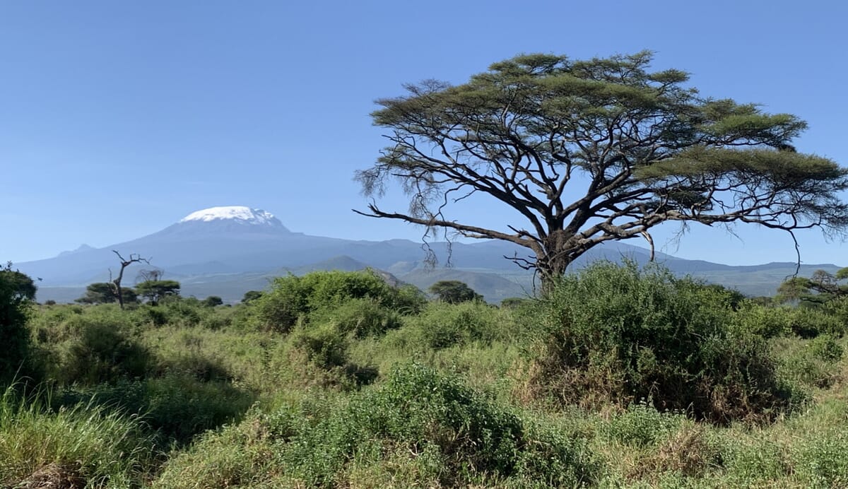 Baum vor schneebedecktem Kilimanjaro und blauem Himmel.