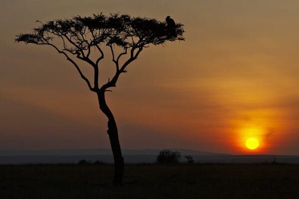 Baum im Sonnenuntergang mit Vogel oben.