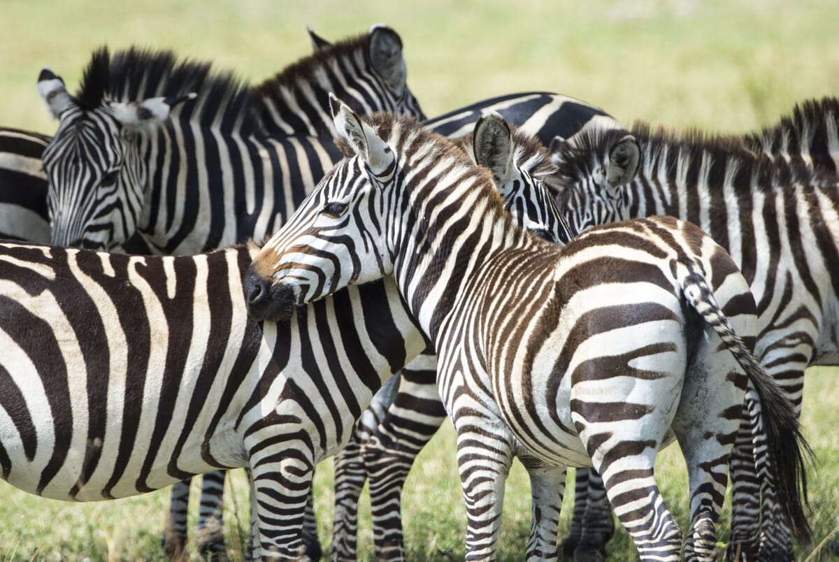 Gruppe von Zebras auf einer grünen Wiese.